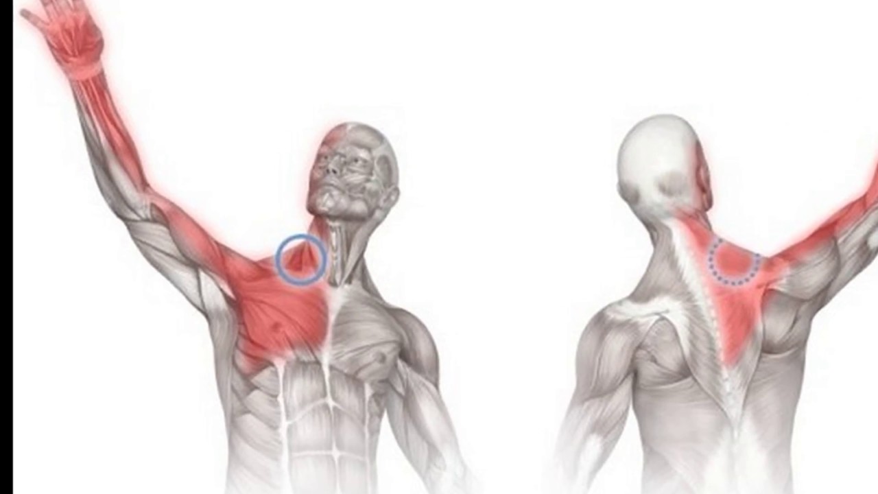 Болят плечи отдает в голову. Мышцы поднимающие плечо. Мышцы рук и плеч. Синдром лестничной мышцы.