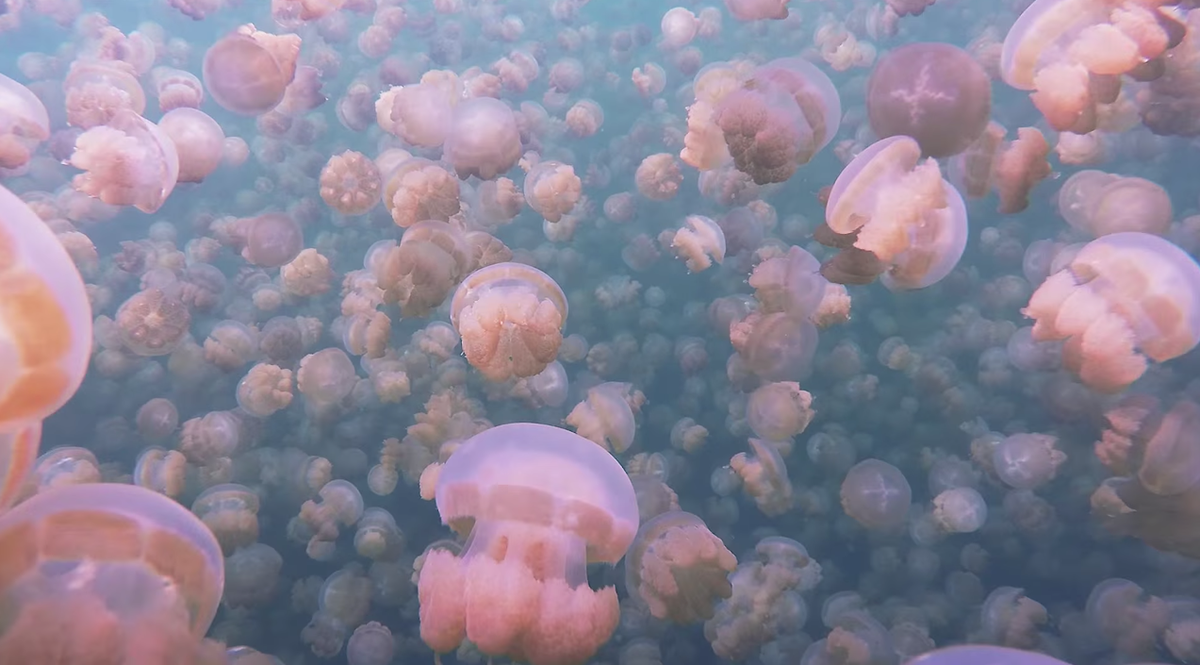 Скопление живых организмов. Озеро медуз Палау. Розовая медуза в Тайланде. Рой медуз. Красные медузы в Тайланде.