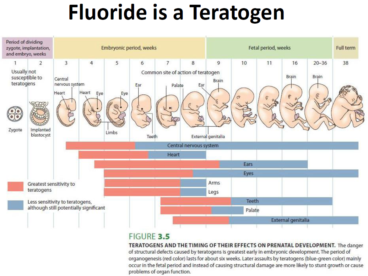 Prenatal Development Teratogen. Фетальный период гиф. What is a Teratogen. Periods of a Typhoid.
