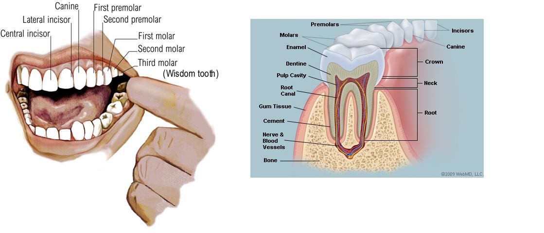 Kinds of Teeth. Types of Teeth. Incisor Teeth.