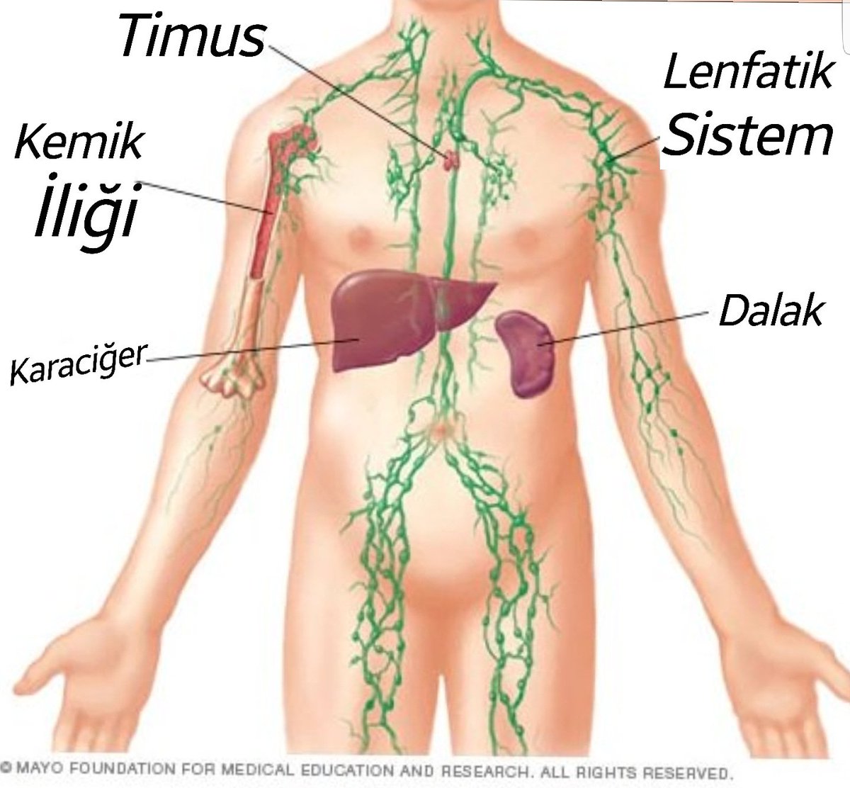 Лимфа повышенная. Лимфоузлы на грудной клетке у мужчин схема. Воспаления лимфа лимфоузлы. Подмышечные лимфоузлы схема расположение. Лимфа подмышечные лимфатические узлы воспаление.