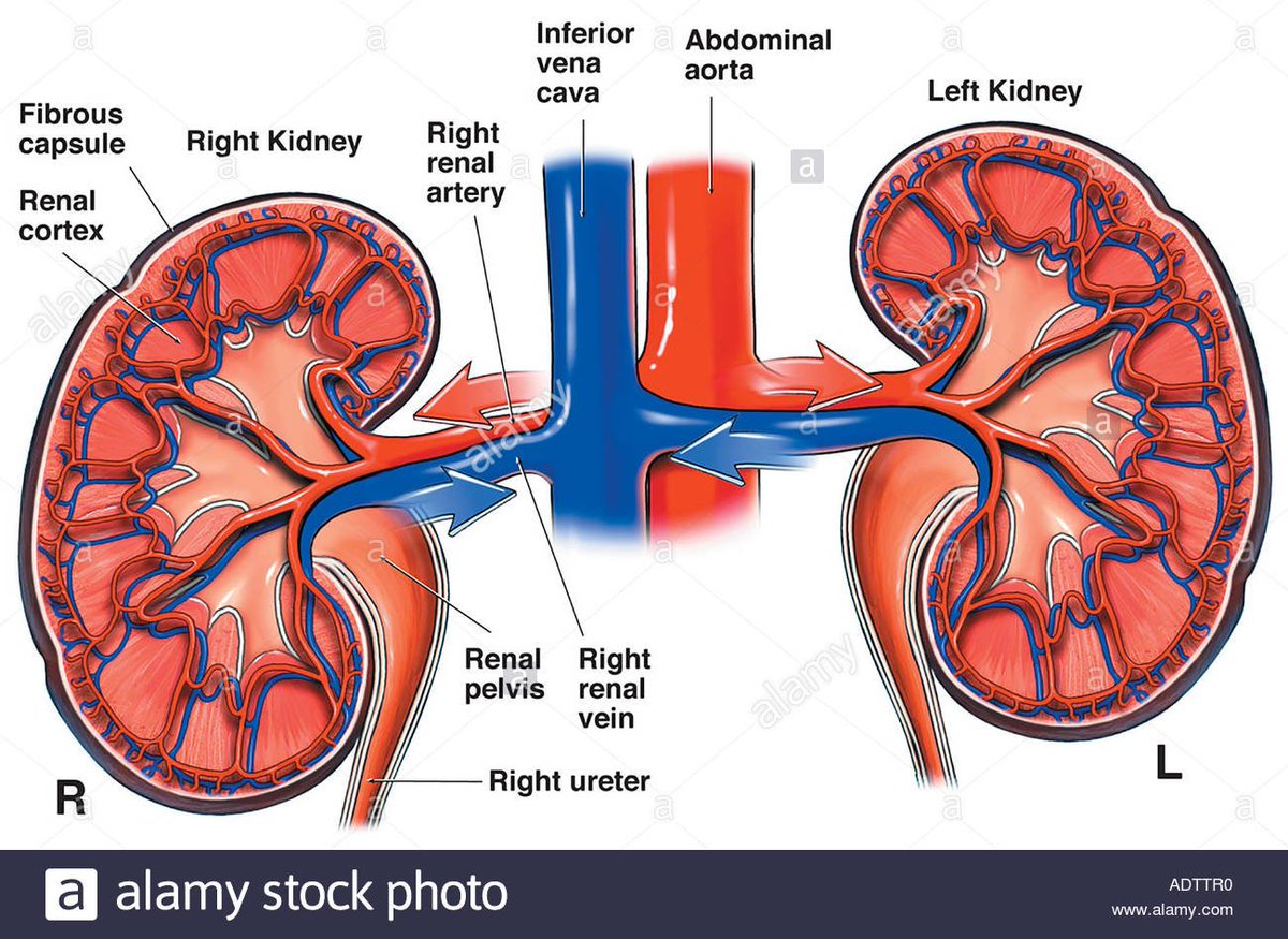 Какие капилляры в почках. Почечная артерия и почечная Вена. Кровоснабжение почки анатомия. Почечные артерии анатомия. Строение почечной артерии.