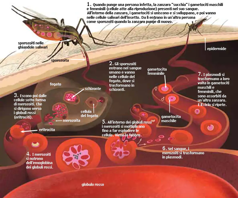 Малярия в домашних условиях. Малярийный плазмодий и малярийный комар. Малярийный плазмодий. Малярийный плазмодий симптомы. Малярийный плазмодий комар.