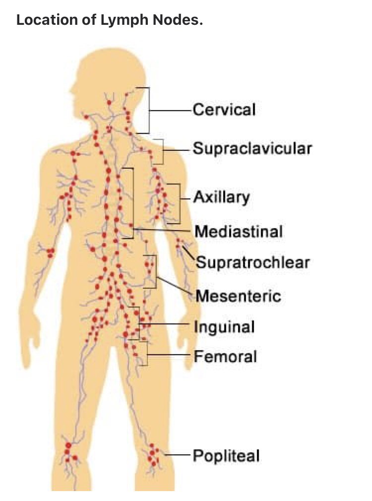 Лимфоузлы на пояснице. Расположение лимфатических узлов на теле человека. Схема лимфатического узла. Лимфоузлы схема расположения.