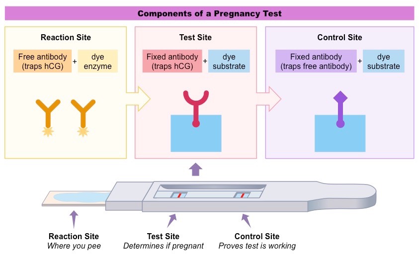 Терпит тест. Тест на беременность. Pregnancy Test. Monoclonal antibodies. Тест на антитела беременность.