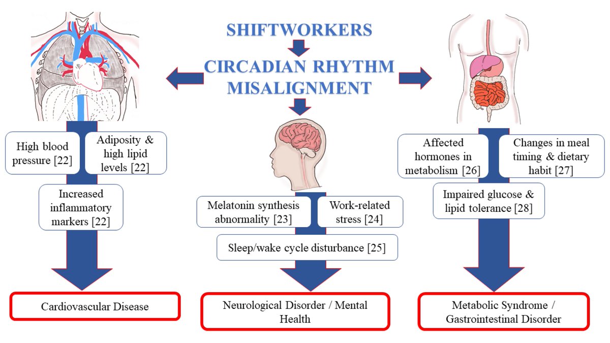 Disturbance Of The Circadian System In Shift Work And Its