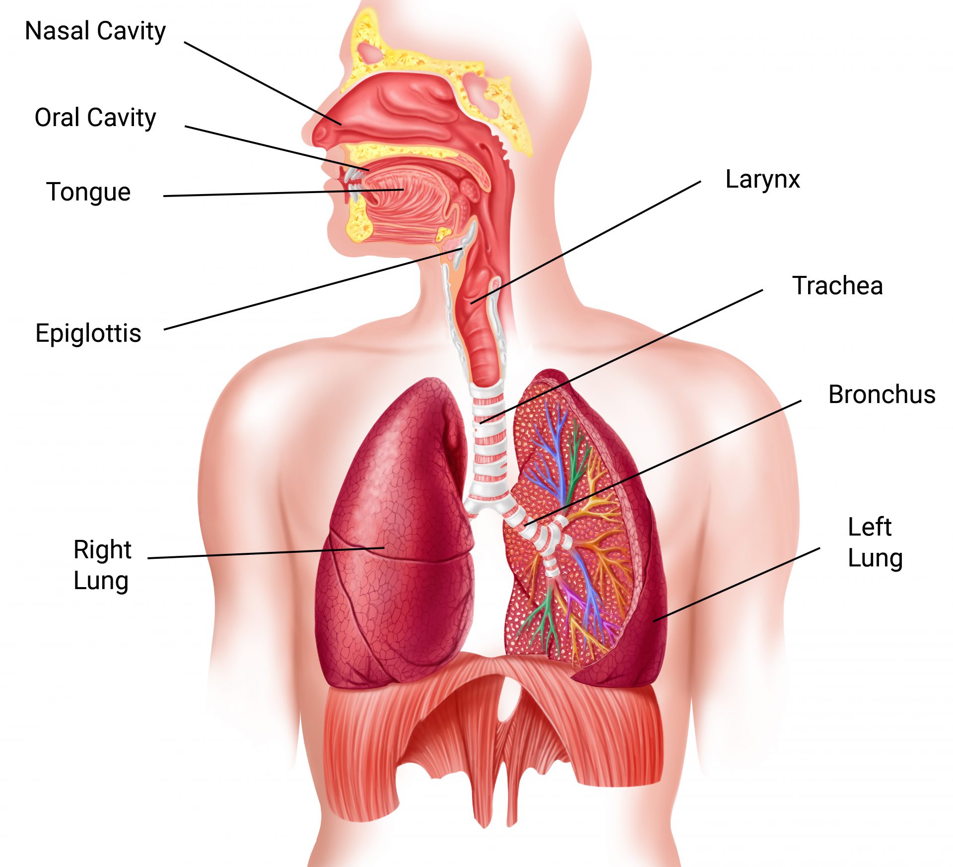 Легкие принимают. Дыхательная система. Дыхательная система человека. Дыхательная система бронхи.