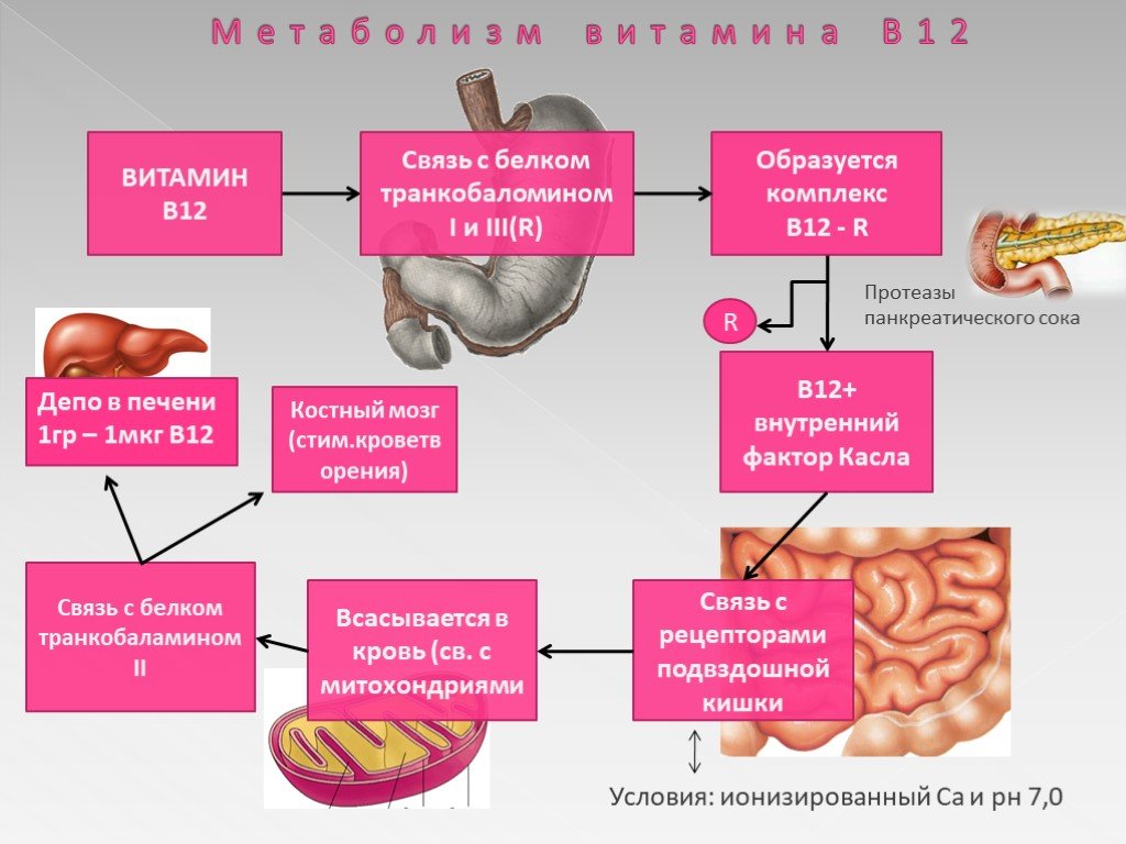 Фолиевый цикл. Витамин-b12-дефицитная анемия. Анемия дефицита витамина b12. Метаболизм витамина б12.
