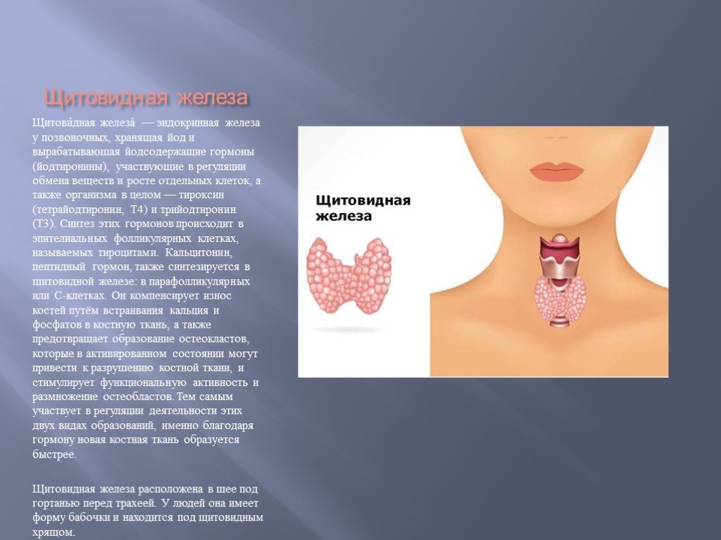 Нормальная функция щитовидной железы. Секреция щитовидной железы. Эндокринология щитовидная железа. Эндокринная система щитовидная железа.