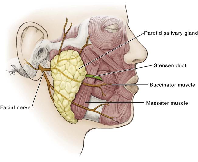 Операции околоушной железы. Околоушная слюнная железа анатомия. Околоушная слюнная железа нерв. Лицевой нерв околоушная железа. Лицевой нерв и околоушная слюнная железа.