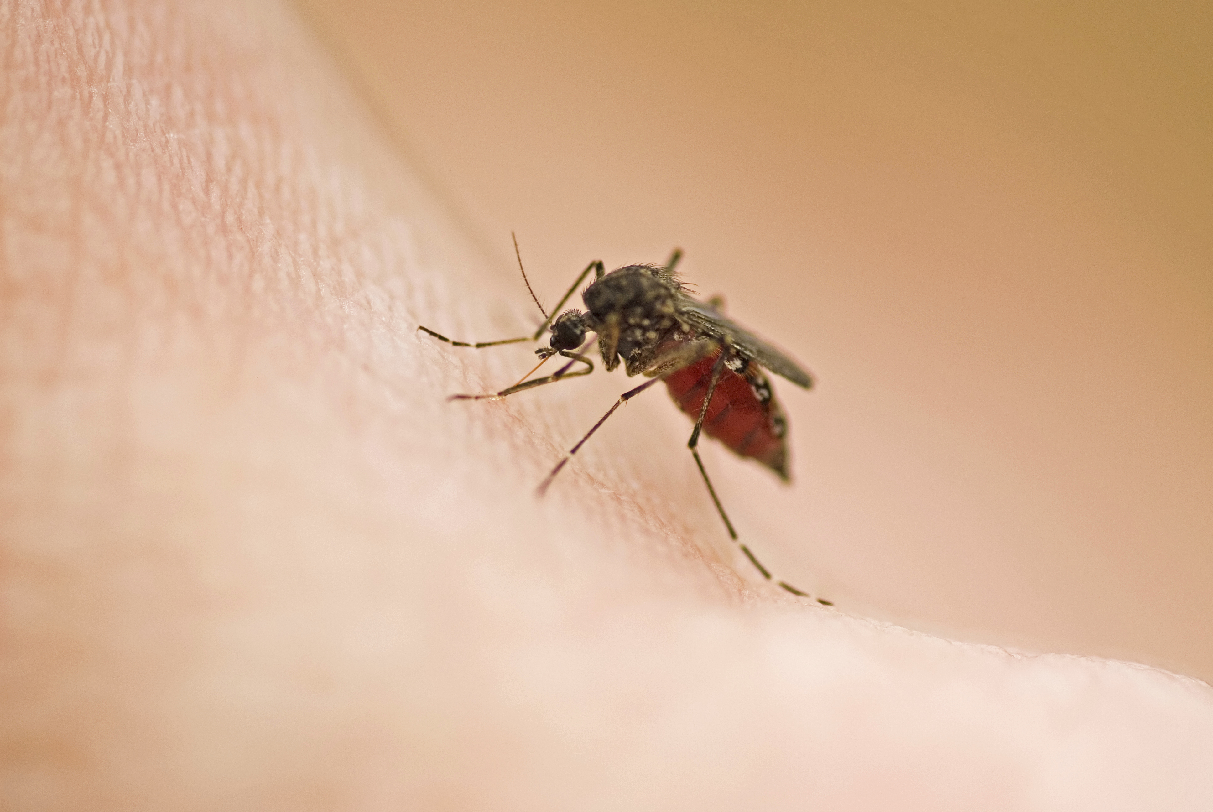 Укус малярии. Австралийский комар. Japanese encephalitis комар. Австралийский Москит. Безгек.