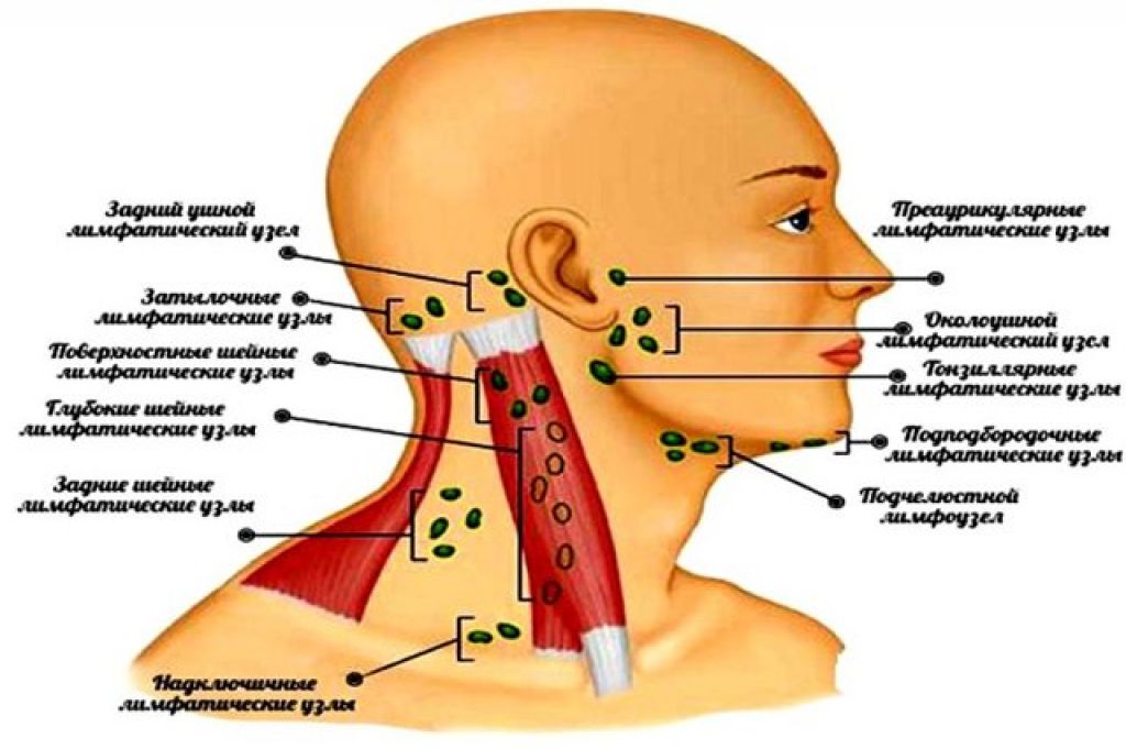 Железы ушной раковины. Заднешейные лимфатические узлы. Воспаление лимфатические узлы шеи. Околоушные лимфатические узлы схема. Лимфоузлы околоушные схема.