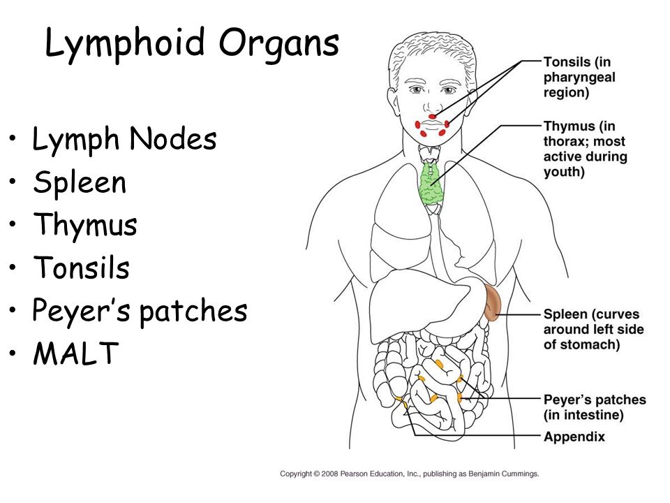 What Causes Swollen Lymph Nodes Under The Arm The Request Could Not Be