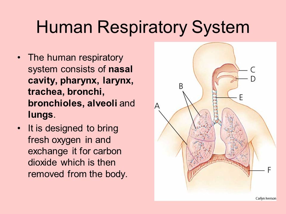 Humanize text. Дыхательная система на английском. Дыхательная система презентация на английском. Органы дыхательной системы на английском. Respiratory System текст.