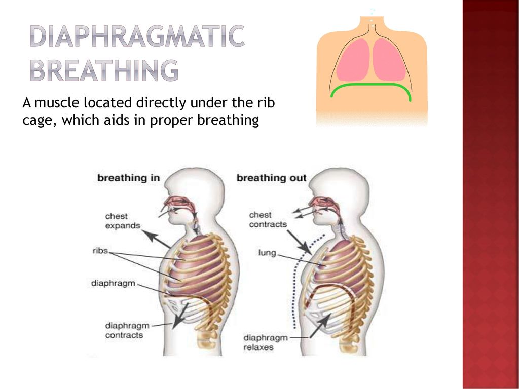 Diaphragm Porn