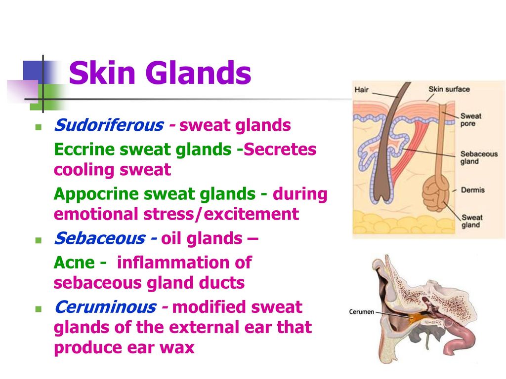 Sebaceous gland inflammation: Sebaceous hyperplasia: Definition and ...