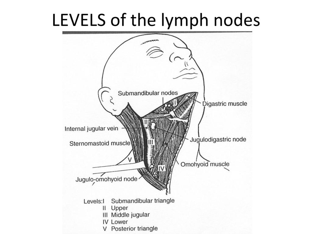 Location of lymph nodes in neck diagram: The request could not be ...