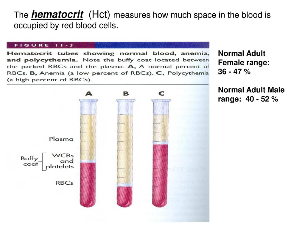 Что такое гематокрит в крови у мужчин