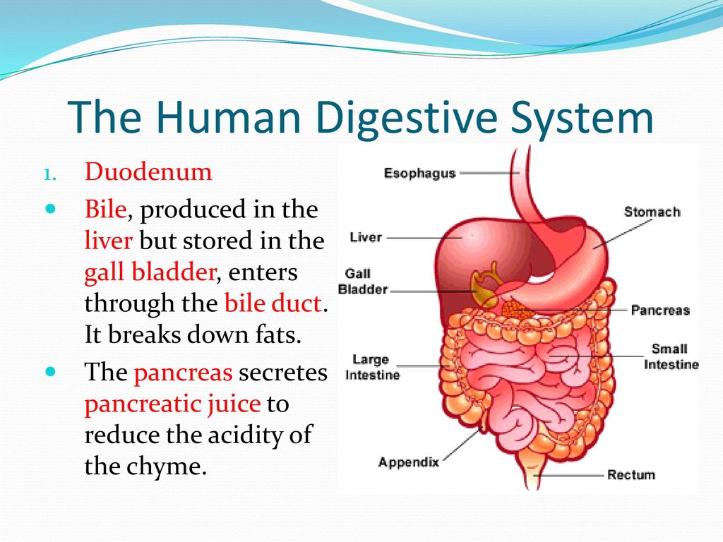 Пищеварительная система термины. Human Digestive System. Structure of the Digestive System. Пищеварительная система на английском. Пищеварительная система человека на английском.