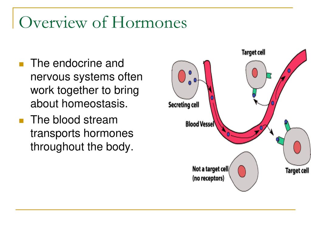 What is a major function of the endocrine system: Endocrine System (for