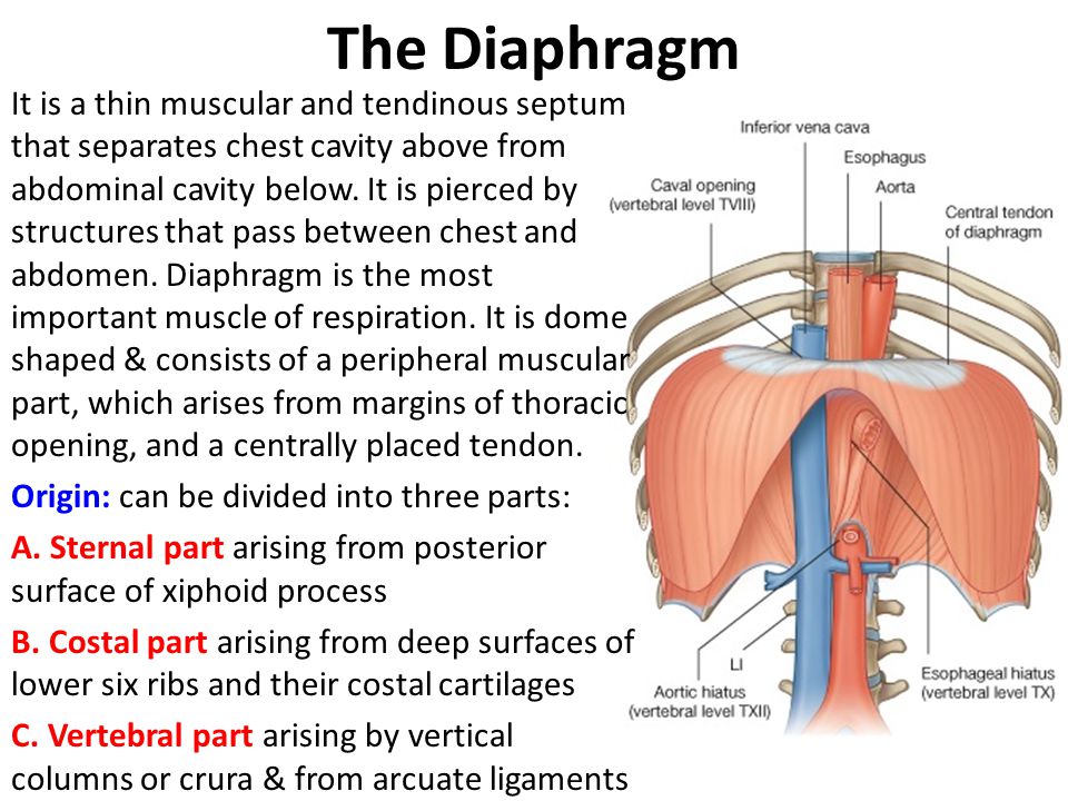 Diaphragm Porn