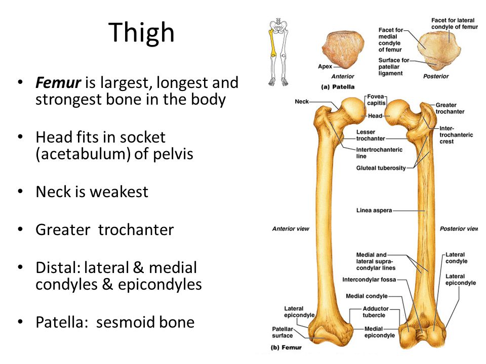 Large Boner