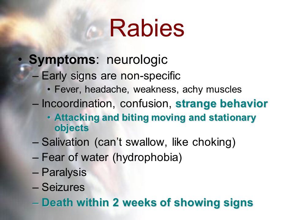 Rabies Early Symptoms In Humans Rabies Symptoms And Causes 