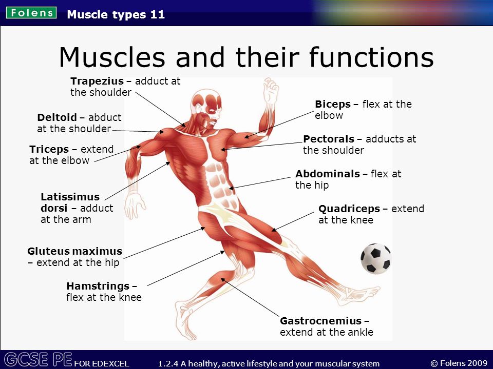 Muscular перевод. Мышцы на английском. Muscle function. Muscular System functions. Виды мышц на английском.