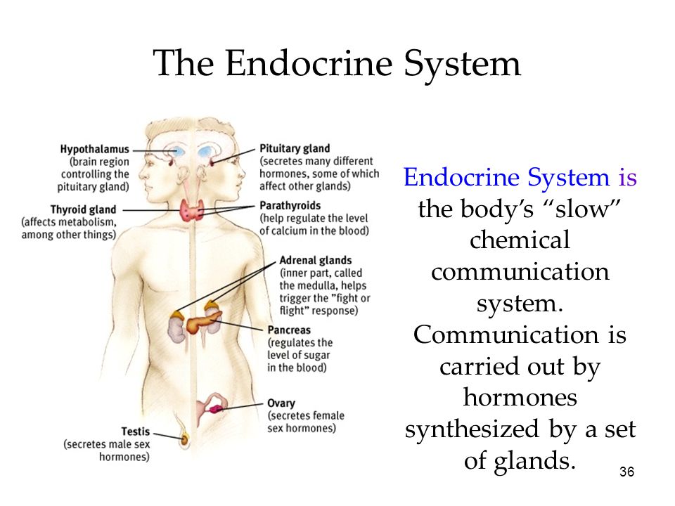 What is a major function of the endocrine system: Endocrine System (for