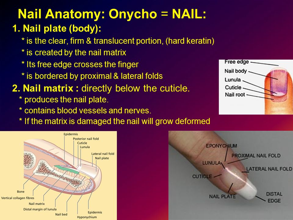 nail-bed-indentations-the-request-could-not-be-satisfied