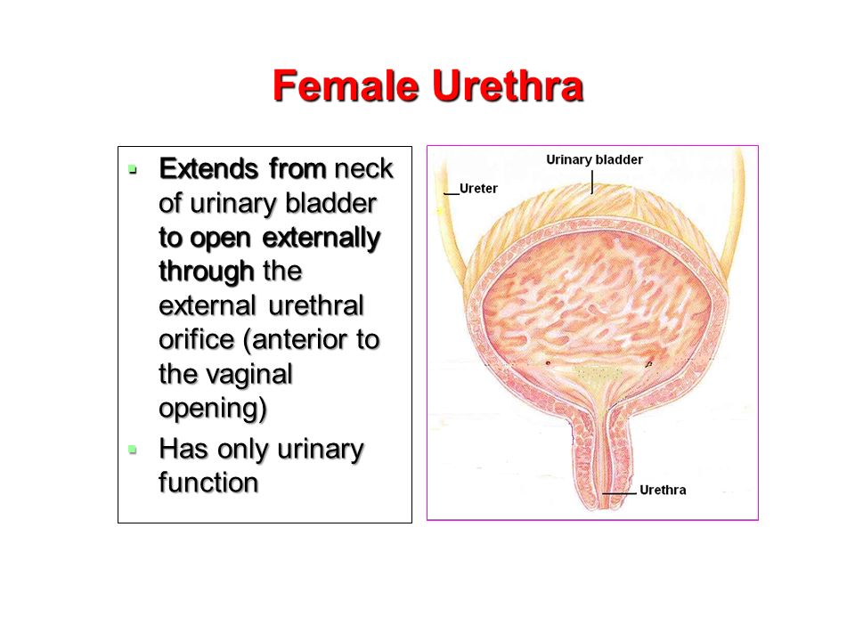 Itchy Feeling In Urethra After Ejaculation Urethritis In Men Symptoms