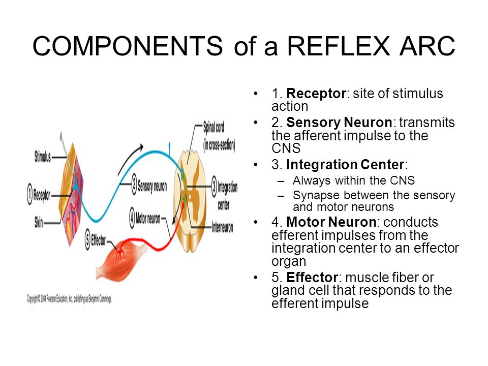 Рефлекс клетки. Reflex Arc. Reflex Actions. Reflex Arc Complex. Components of Autonomic Reflex Arc.