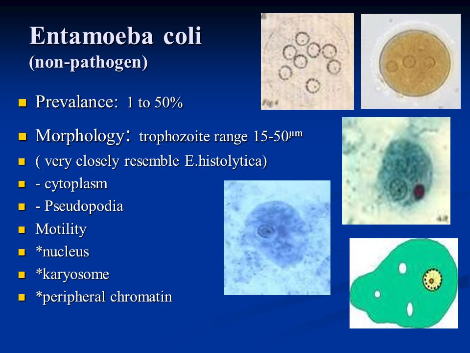 Entamoeba hist: CDC – DPDx – Amebiasis