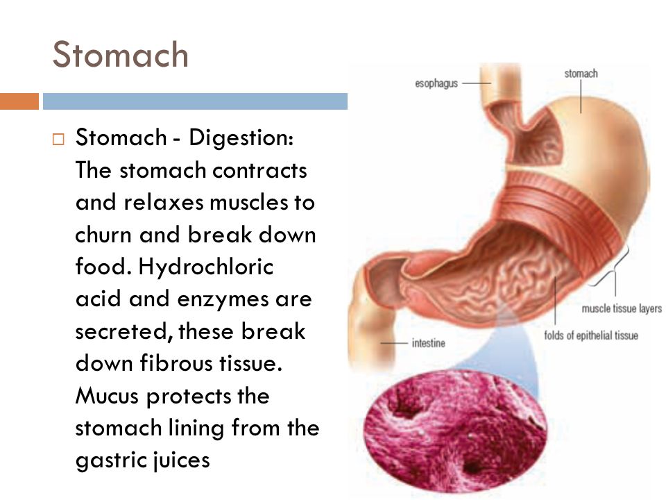 stomach skin