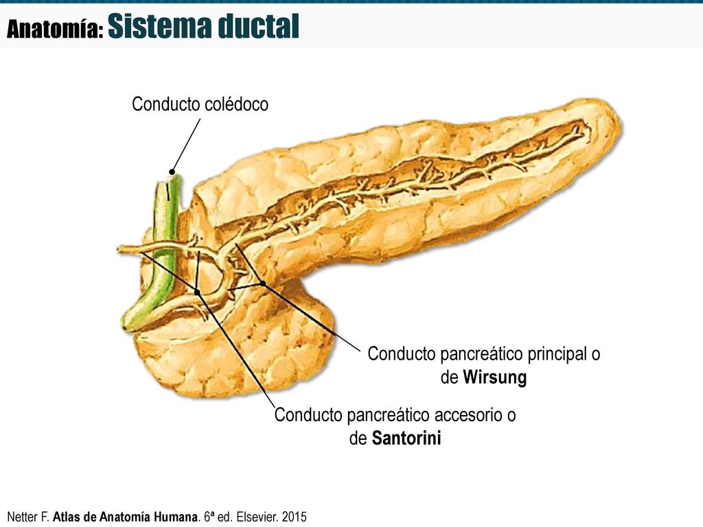 Pancreas fatigue. Autoimmune Pancreatitis: Understanding Symptoms ...