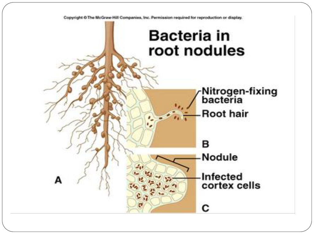 Cyst Infected Hair Follicle Ingrown Hair Cyst Treatments Causes And Prevention 5757