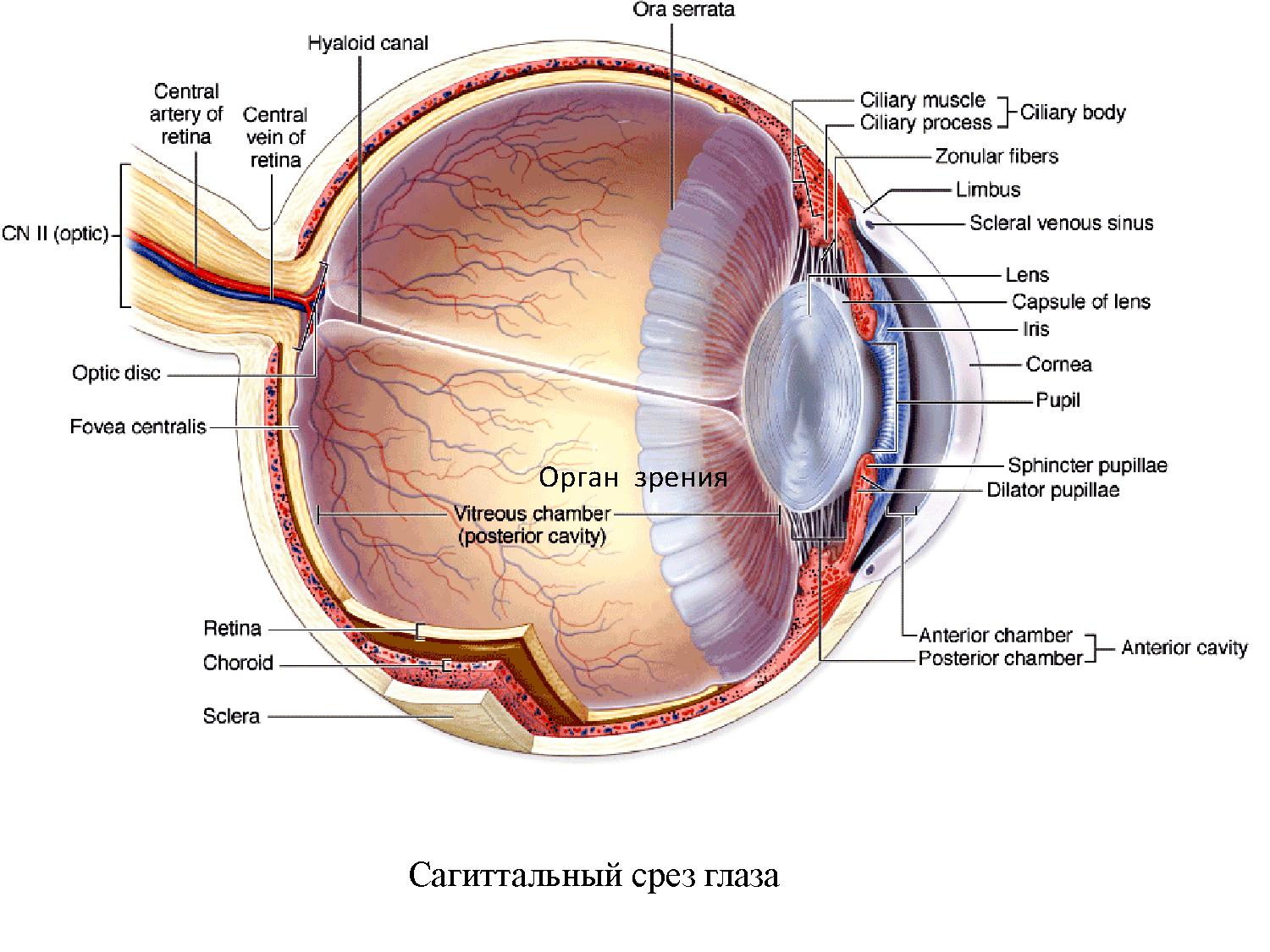 Зрительные нервы глазного яблока. Анатомия глазное яблоко атлас. Глаз в разрезе анатомия. Строение глаза. Зубчатая линия глаза.
