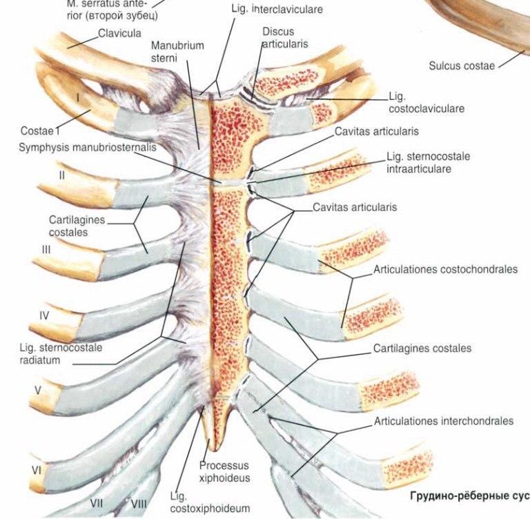 Соединение между ребрами. Грудино реберный сустав. Соединение ребер с грудиной анатомия. Суставы грудной клетки анатомия. Межхрящевые суставы ребер.