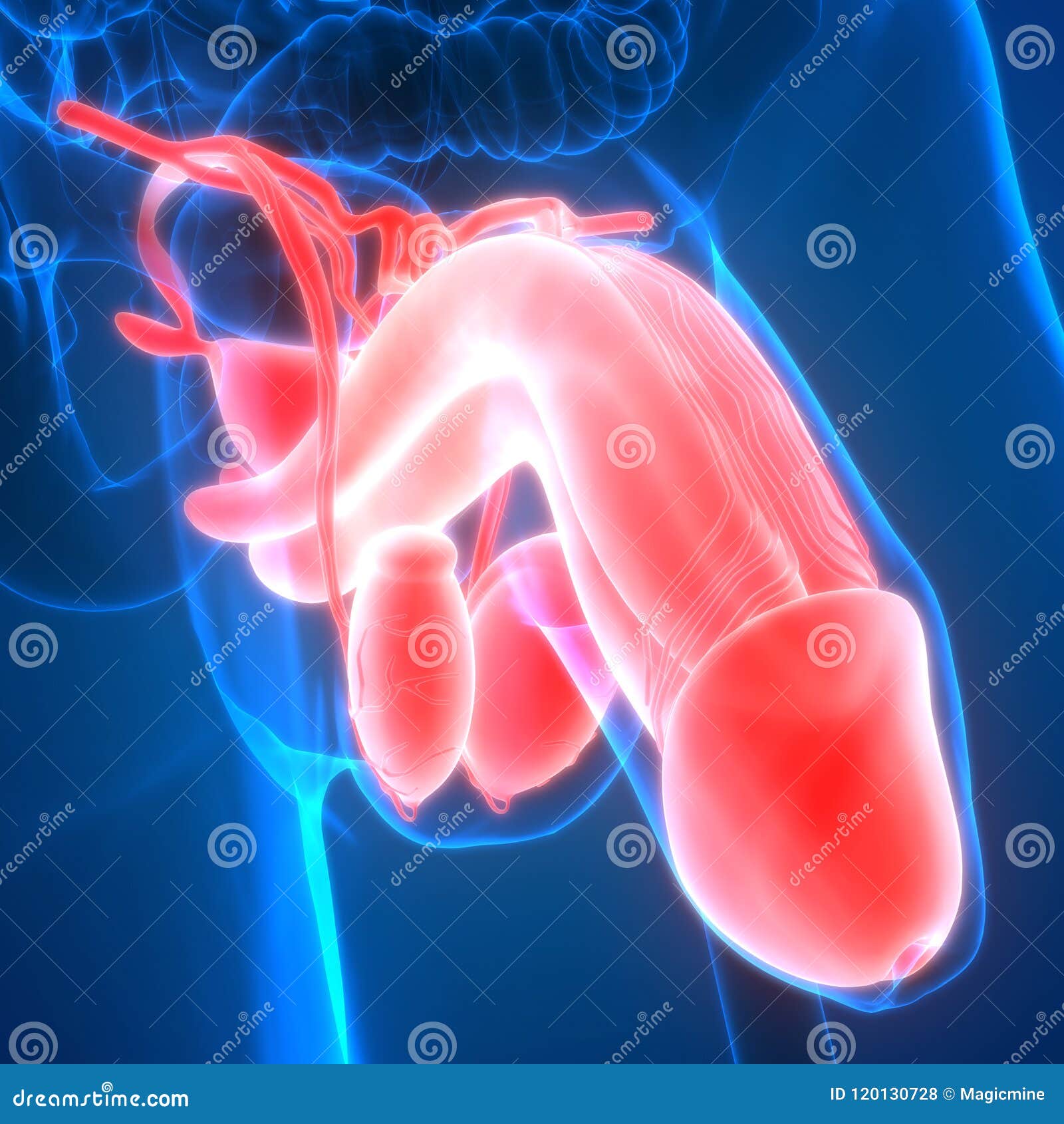 Imágenes de penes grandes y gruesos