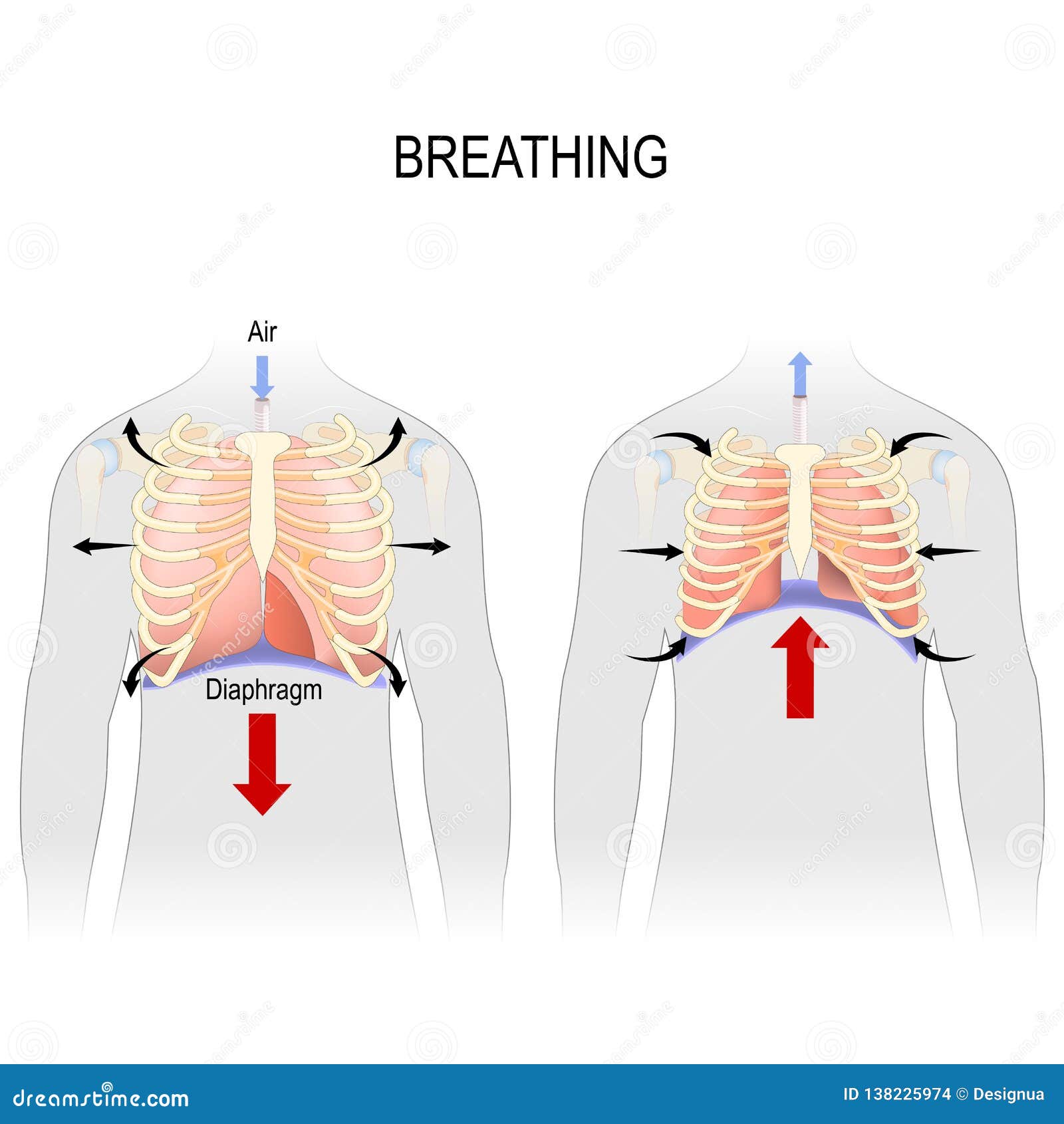Respiration Mouvement De Cage Thoracique Pendant L Inspiration Et Expiration Fonctions Diaphragme 138225974 