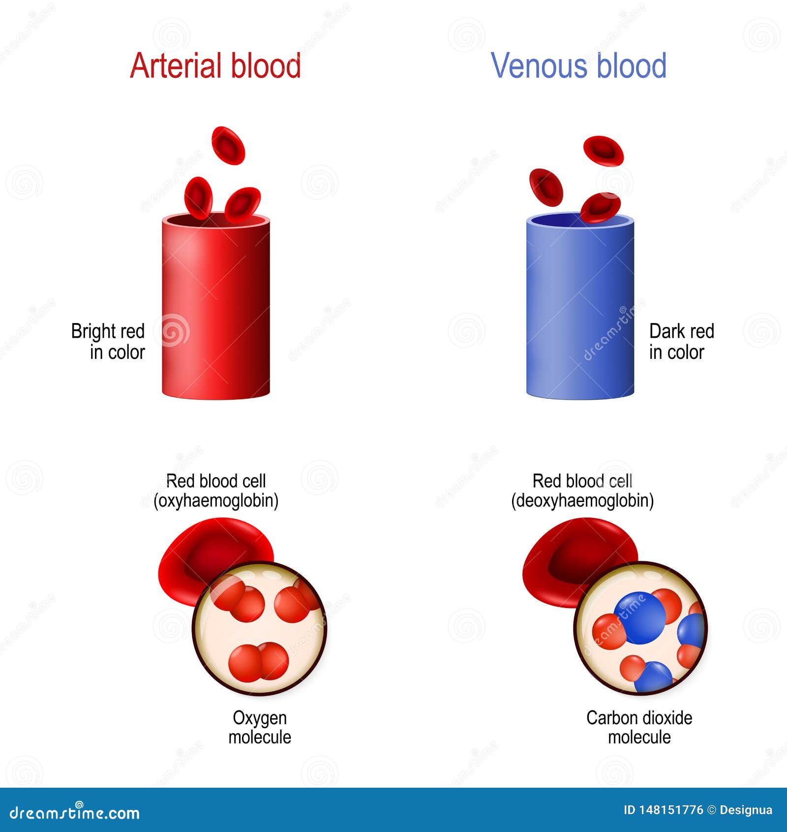 Железо в венозной крови. Артериальная кровь цвет. Гель лак цвет венозной крови.