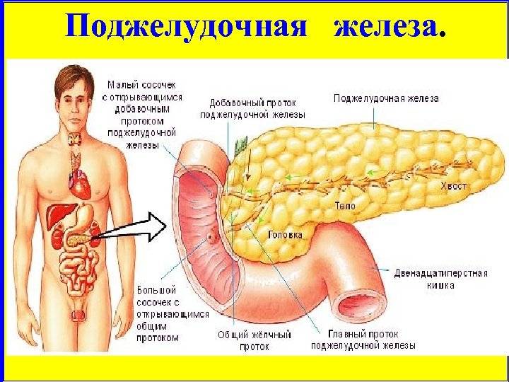 Где поджелудок. Увеличенная поджелудочная железа. Поджелудочная железа расположение в организме. Расположение поджелудочной железы у женщин.