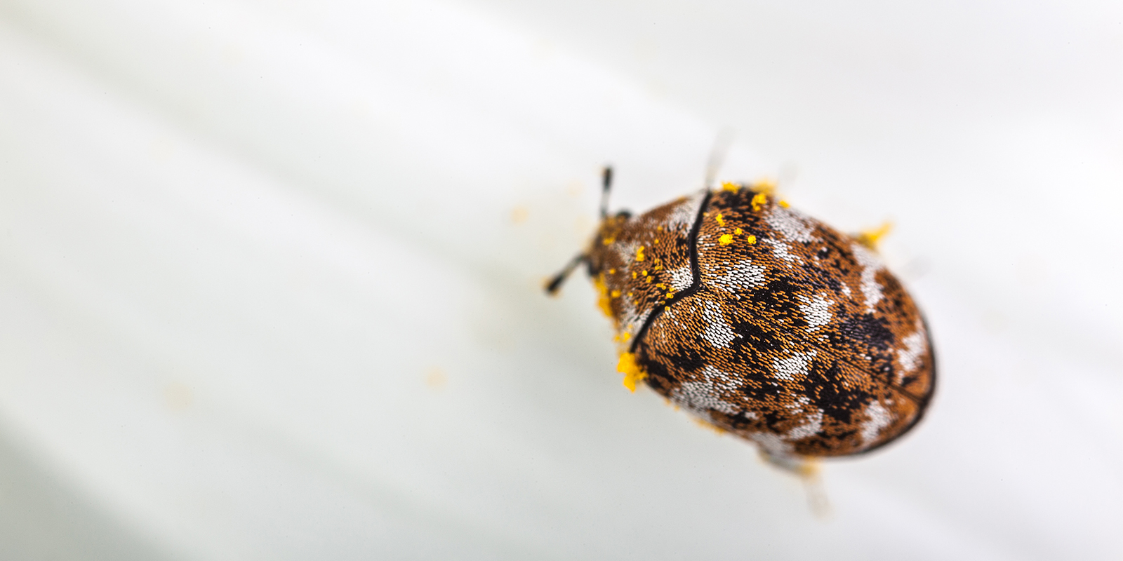 The resulting carpet beetle larvae are small and grub-like, unlike the nymp...