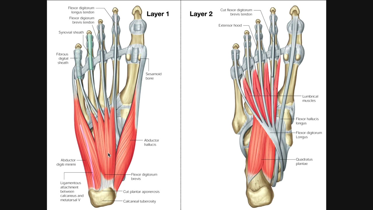 Flexor digitorum анатомия. Мышцы стопы анатомия. Подошвенный апоневроз стопы анатомия. Flexor digitorum Brevis мышца.