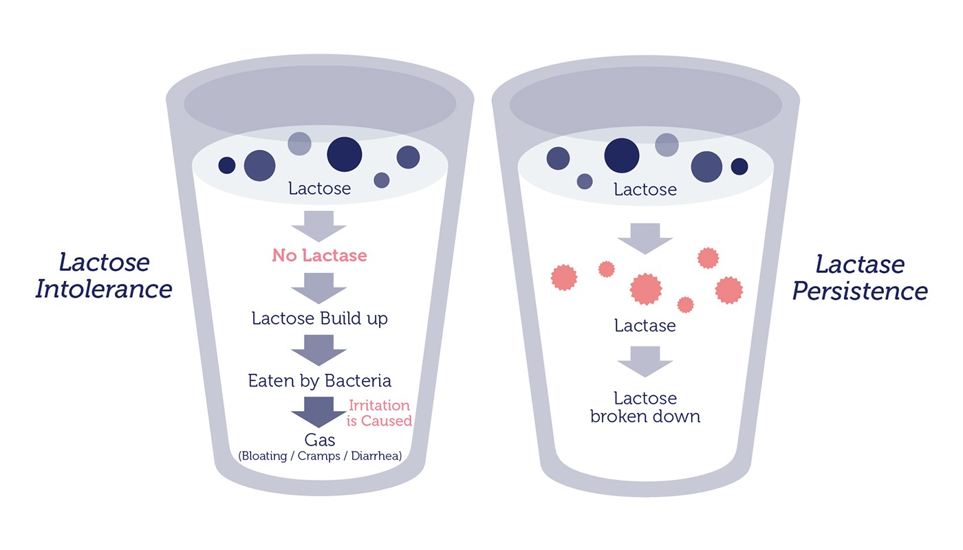 Непереносимость лактозы. Lactose intolerance. Лактоза и лактаза. Lactase lactose. Непереносимость лактозы карта.