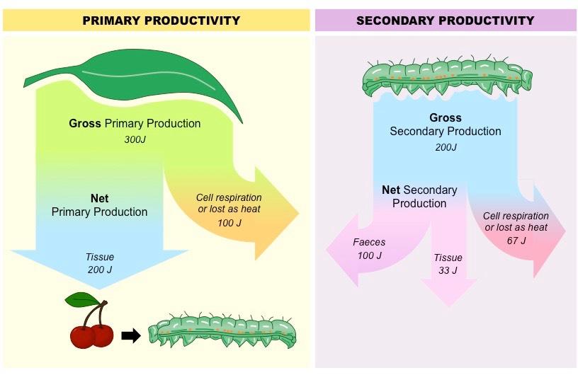 Net gross разница. Gross Primary Production. Net Primary Productivity. Productivity is.