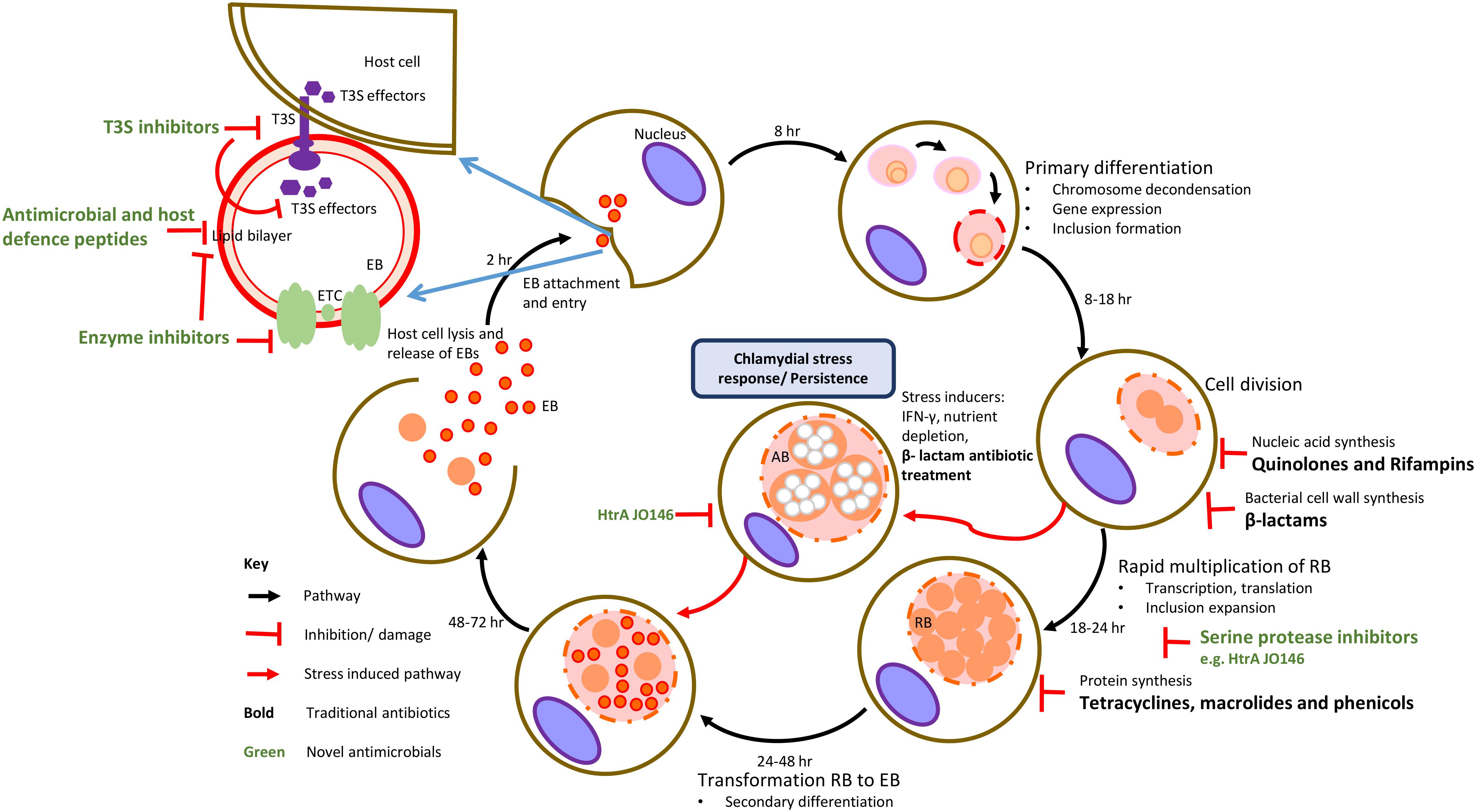 Кашель хламидии. Жизненный цикл Chlamydia SP.. Antibiotics of Chlamydia treatment.