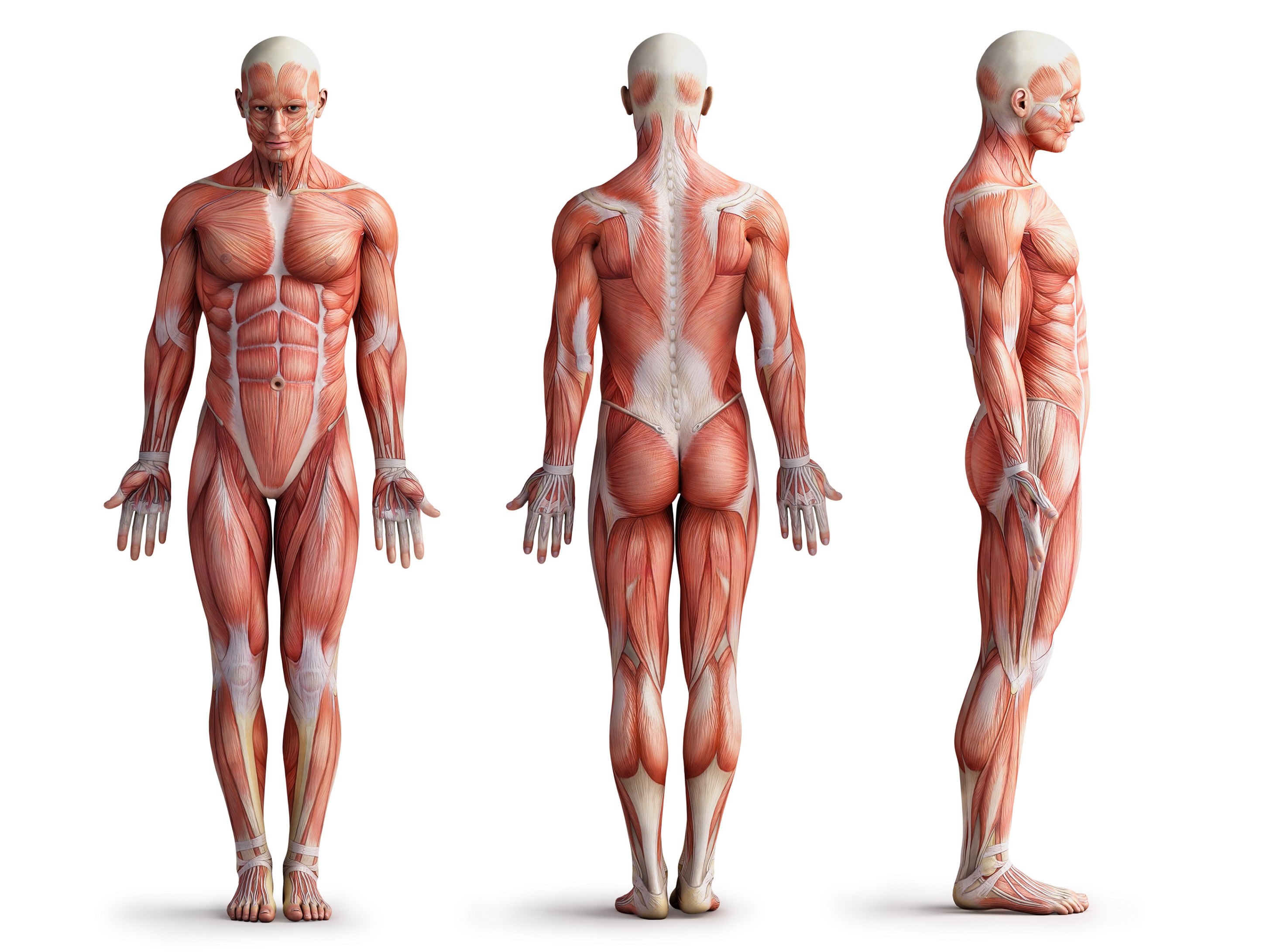 Мышцы картинка. Мышцы человека. Анатомия тела. Человеческое тело. Мускулатура человека анатомия.