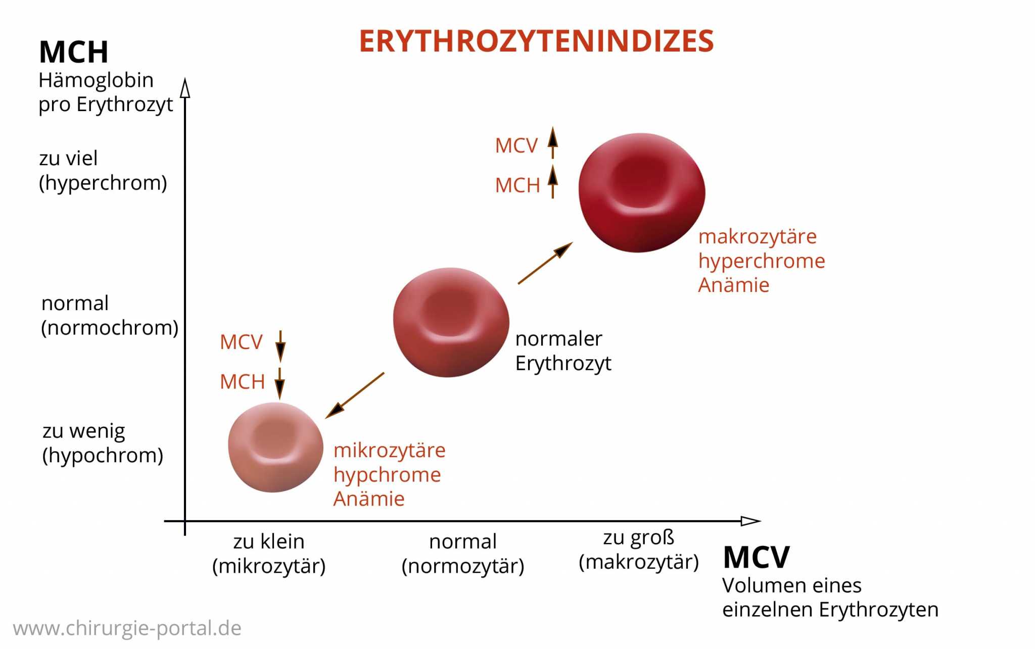 Mch анемия. MCV эритроциты. Содержание гемоглобина в эритроците. MCH В анализе крови. Ср содержание гемоглобина в эритроците.