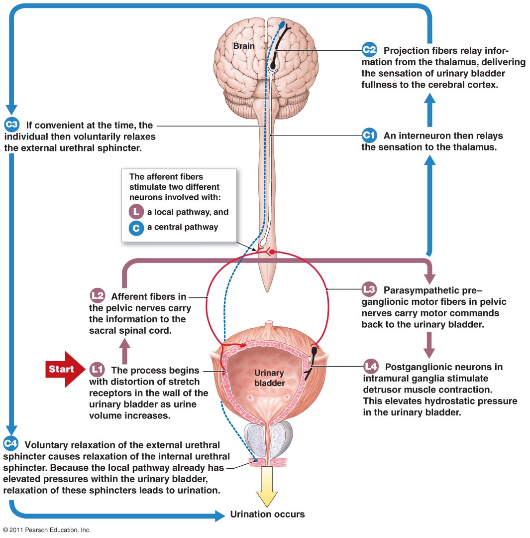 Сфинктер мочевого канала. Локализация мочевого пузыря. Urinary System functions.